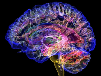欧美叉逼网视频大脑植入物有助于严重头部损伤恢复